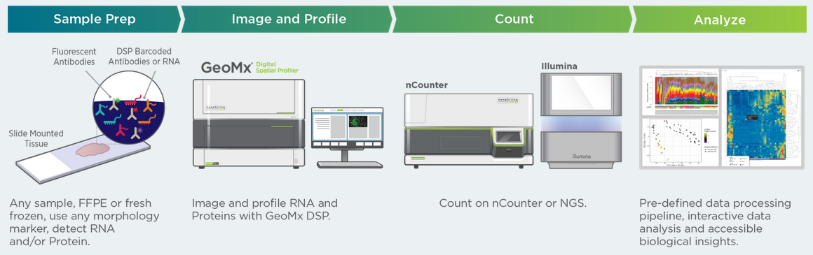 3D Biology workflow